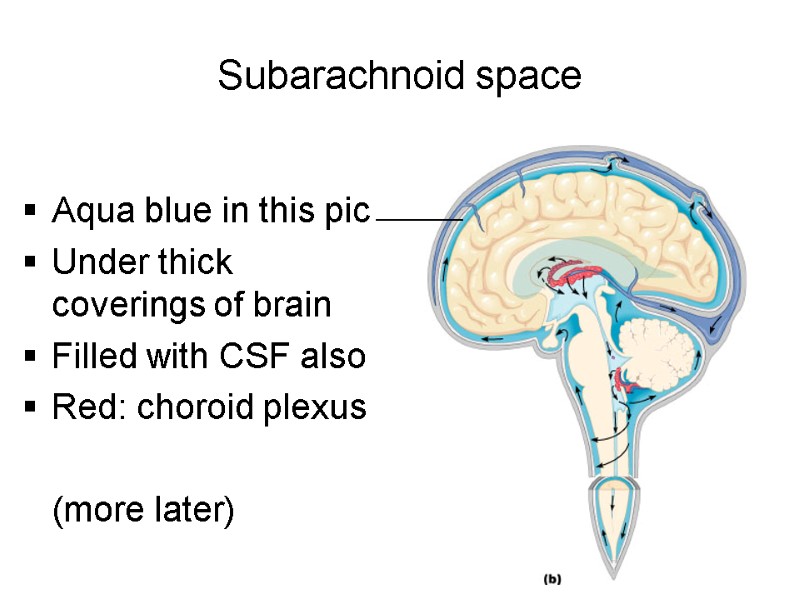 Subarachnoid space Aqua blue in this pic Under thick coverings of brain Filled with